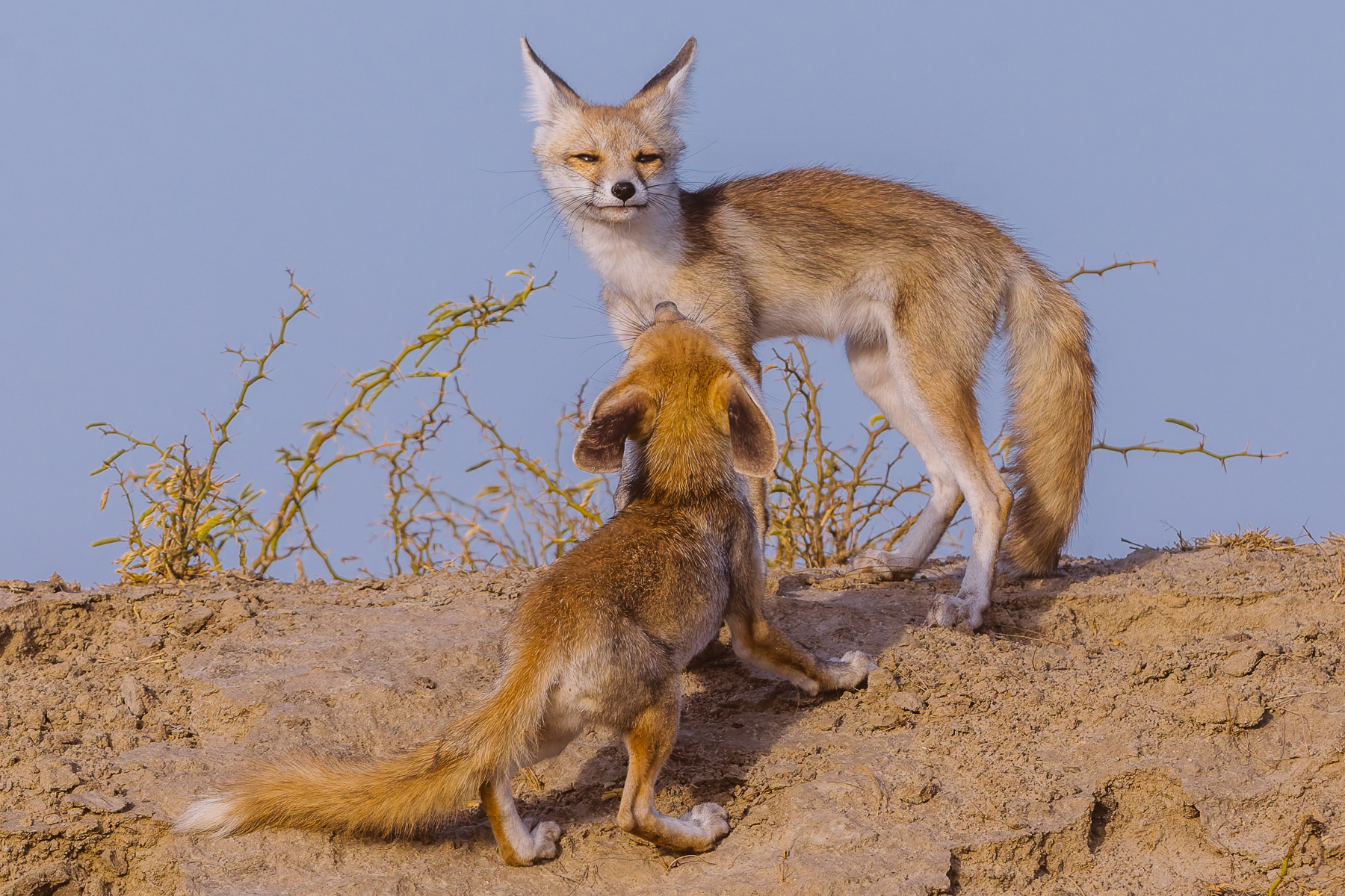 'I'm up here, above you, giving me the height advantage...should I suddenly choose to pounce on you!' Desert Fox cubs indulge in playfighting in India's Little Rann of Kutch (image by Virginia Wilde)