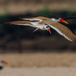 A pair of endangered Indian Skimmers fly over a sandbank on India's Chambal River - showing the bright orange knife-like bill for which they are renowned (image by Virginia Wilde)