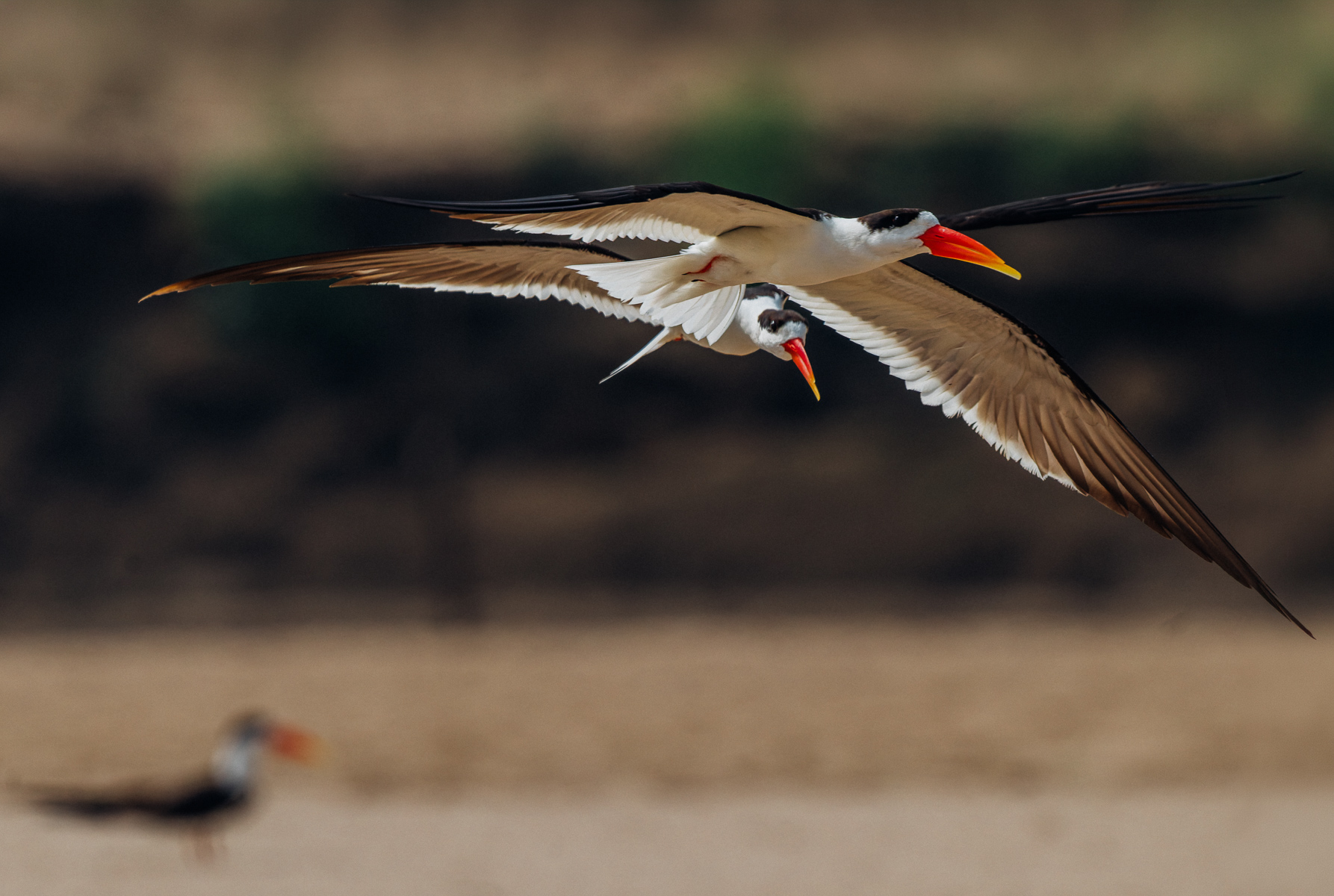 A pair of endangered Indian Skimmers fly over a sandbank on India's Chambal River - showing the bright orange knife-like bill for which they are renowned (image by Virginia Wilde)