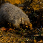 India is home to six species of mongoose, of which the Indian Grey Mongoose - like this one here - is the most numerous (image by Virginia Wilde)