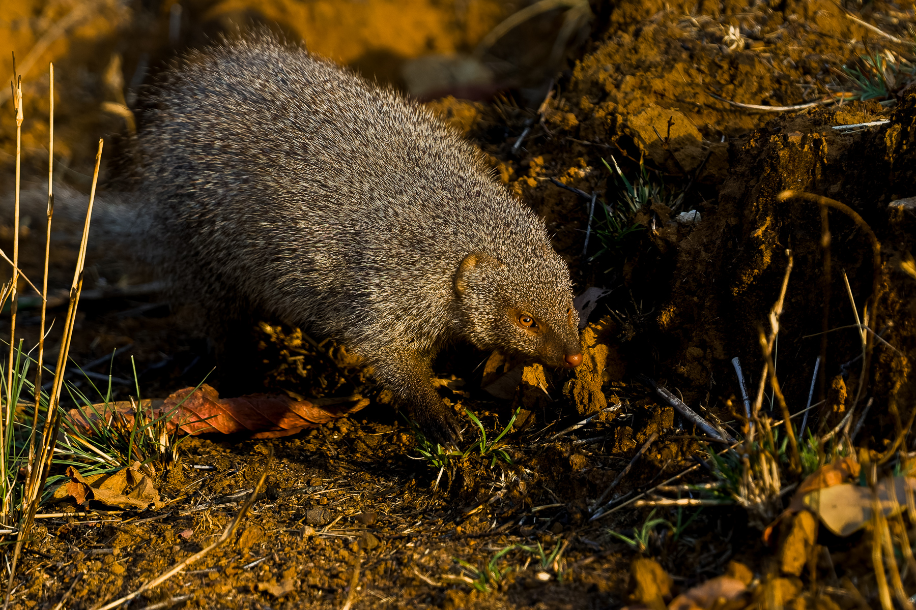 India is home to six species of mongoose, of which the Indian Grey Mongoose - like this one here - is the most numerous (image by Virginia Wilde)
