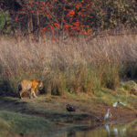 One of the pleasures of photographing Tigers in the Tadoba reserve is the large number of watering holes, rivers and lakes - making the chances of tiger reflection images relatively high (image by Virginia Wilde)