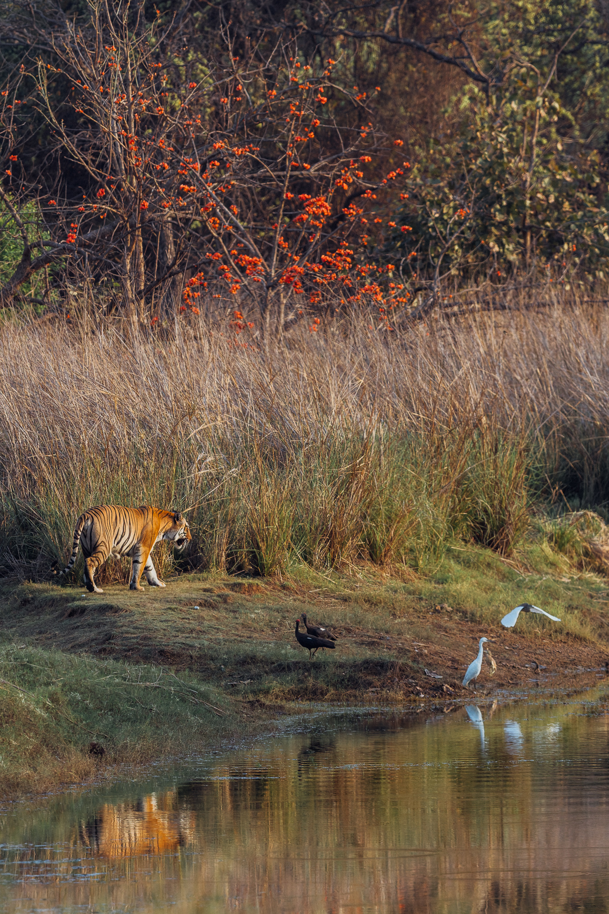 One of the pleasures of photographing Tigers in the Tadoba reserve is the large number of watering holes, rivers and lakes - making the chances of tiger reflection images relatively high (image by Virginia Wilde)