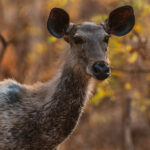A watchful female Sambar Deer catches sight of something potentially hazardous in the jungles of Tadoba. Unusually for deer, the average herd size is only three or four individuals - with herd members often fighting back fiercely when attacked by predators. Sambar are the favourite prey of Bengal Tiger and Asiatic Lion (image by Virginia Wilde)