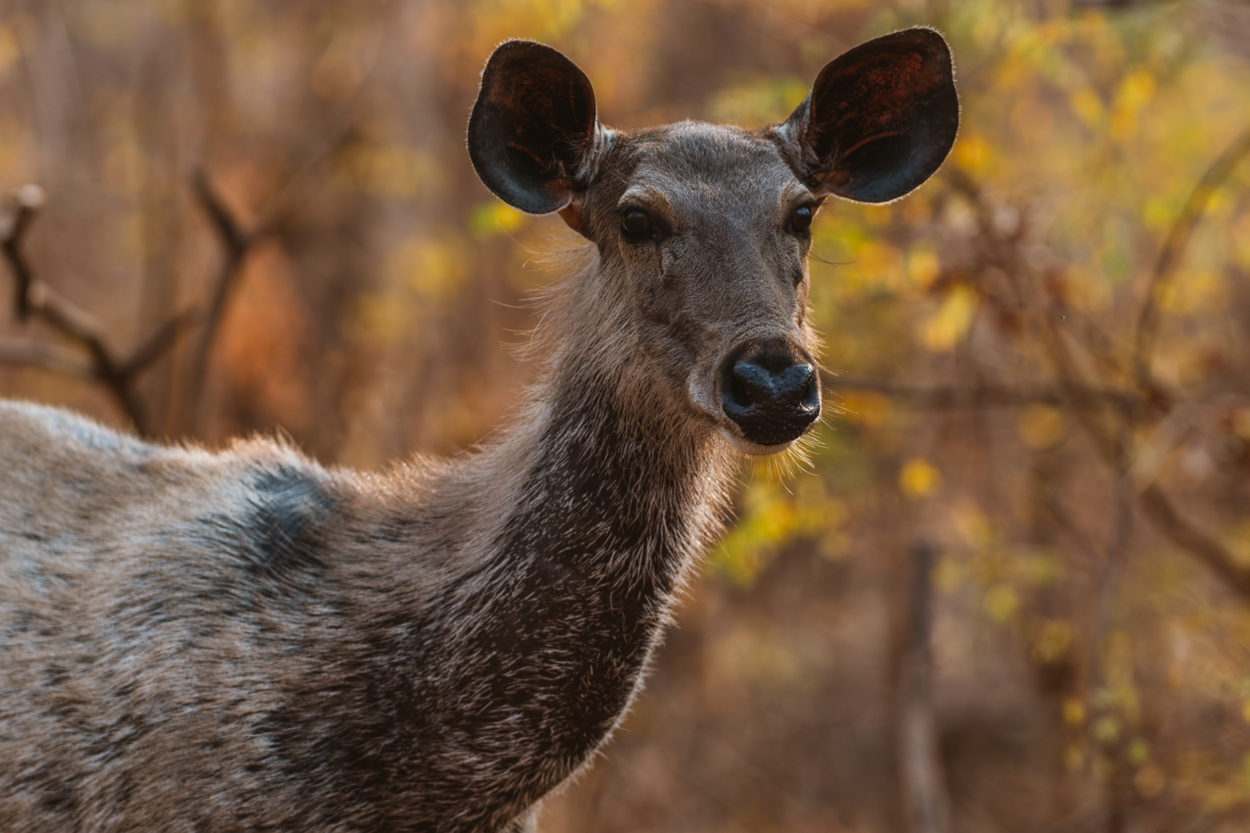 A watchful female Sambar Deer catches sight of something potentially hazardous in the jungles of Tadoba. Unusually for deer, the average herd size is only three or four individuals - with herd members often fighting back fiercely when attacked by predators. Sambar are the favourite prey of Bengal Tiger and Asiatic Lion (image by Virginia Wilde)
