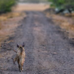 'Homeward Bound.' A nursing Striped Hyena carries the limp body of an infant antelope in her mouth, strolling down the road in Blackbuck National Park and back to her den - and hungry cubs (image by Virginia Wilde)