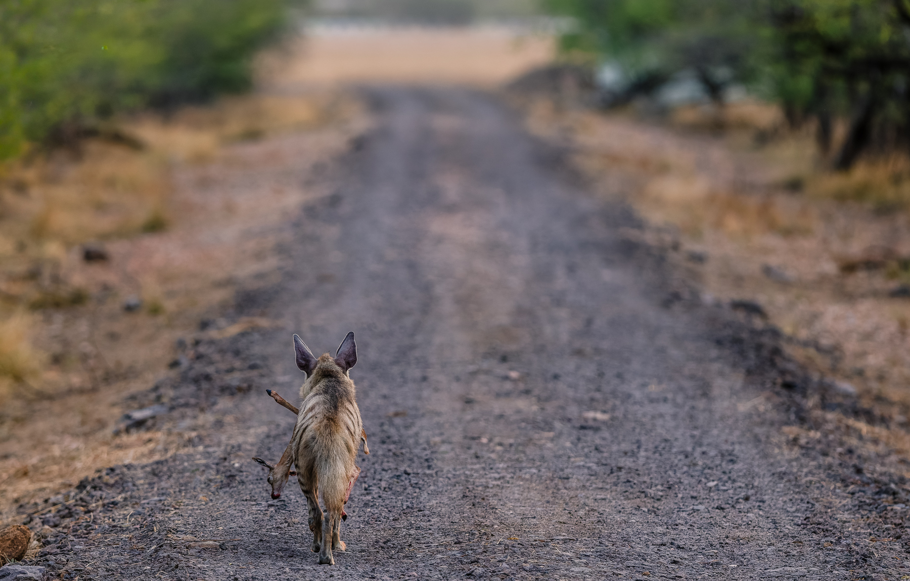 'Homeward Bound.' A nursing Striped Hyena carries the limp body of an infant antelope in her mouth, strolling down the road in Blackbuck National Park and back to her den - and hungry cubs (image by Virginia Wilde)