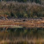 Where are you heading, Tiger? Over there on the river bankside? Many photographs taken in India have an almost painterly look, due to atmospheric mixes of dust and moisture in the air (image by Virginia Wilde)