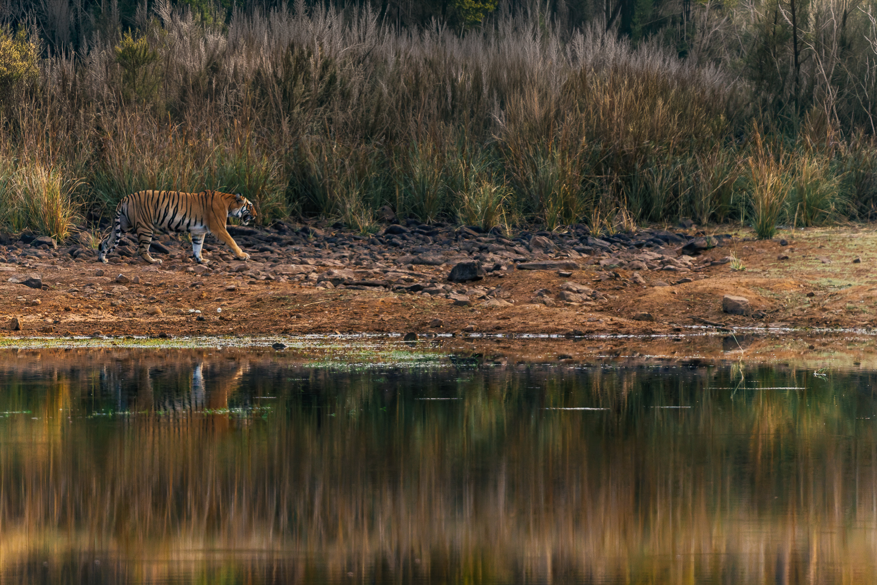 Where are you heading, Tiger? Over there on the river bankside? Many photographs taken in India have an almost painterly look, due to atmospheric mixes of dust and moisture in the air (image by Virginia Wilde)