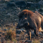 Wild Boar are a common sight in India's jungles. Although preyed on by Tigers, Indian Leopards and Dholes, adult boars are dangerous and often fight back, making them a challenging prey item (image by Virginia Wilde)