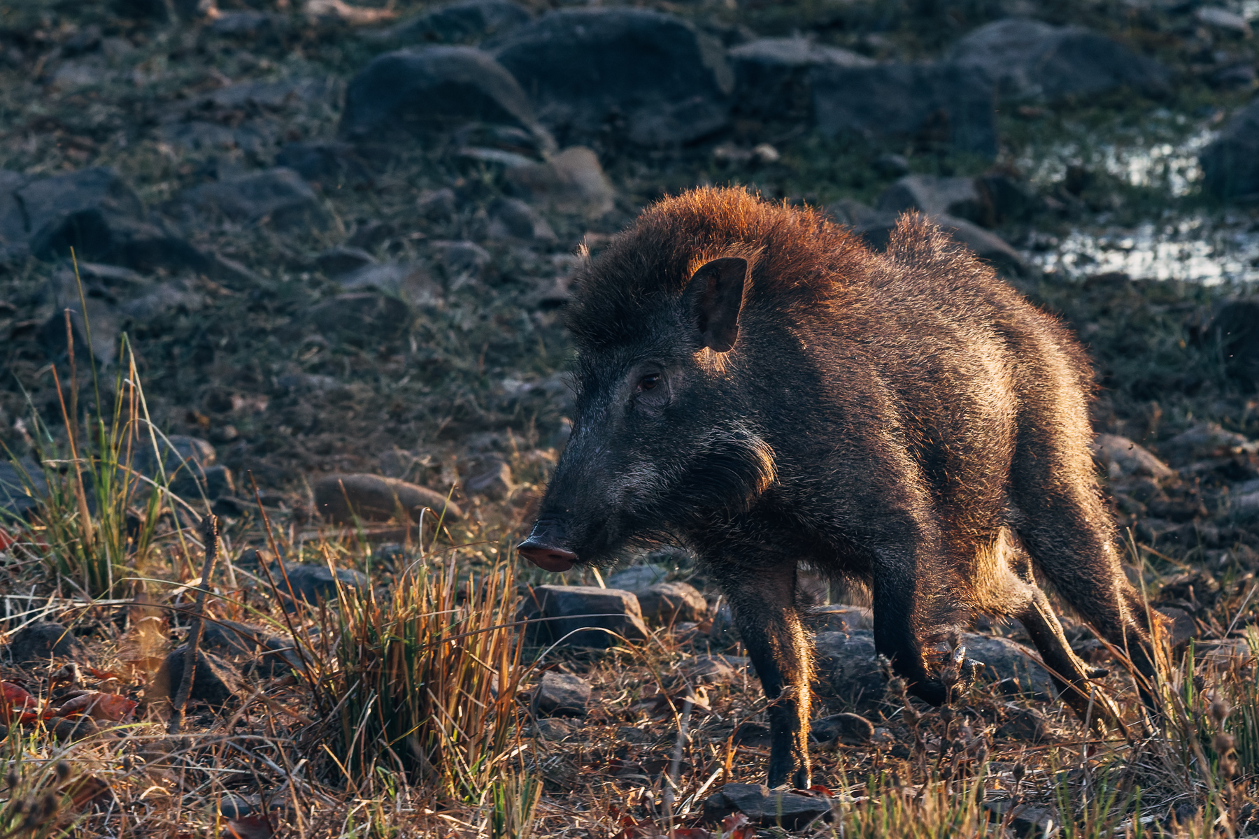 Wild Boar are a common sight in India's jungles. Although preyed on by Tigers, Indian Leopards and Dholes, adult boars are dangerous and often fight back, making them a challenging prey item (image by Virginia Wilde)