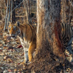 Part-tree, part-Tiger. Bengal Tigers are masters of ambush predation, relying on stealth and camouflage - followed by explosive power - to hunt down prey (image by Virginia Wilde)