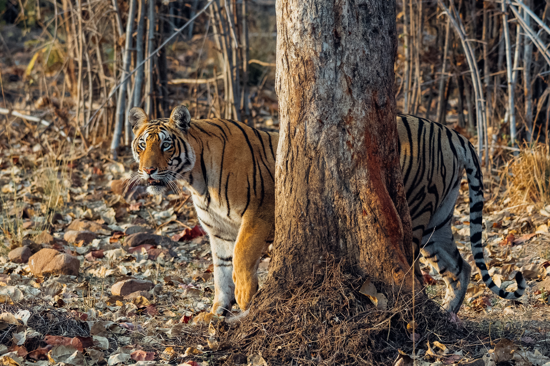 Part-tree, part-Tiger. Bengal Tigers are masters of ambush predation, relying on stealth and camouflage - followed by explosive power - to hunt down prey (image by Virginia Wilde)