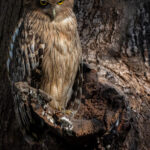 When on the hunt, India's Brown Fish Owls often strategically perch on rock overhangs or hanging branches above rivers, grabbing prey by suddenly gliding just over the water's surface (image by Virginia Wilde)