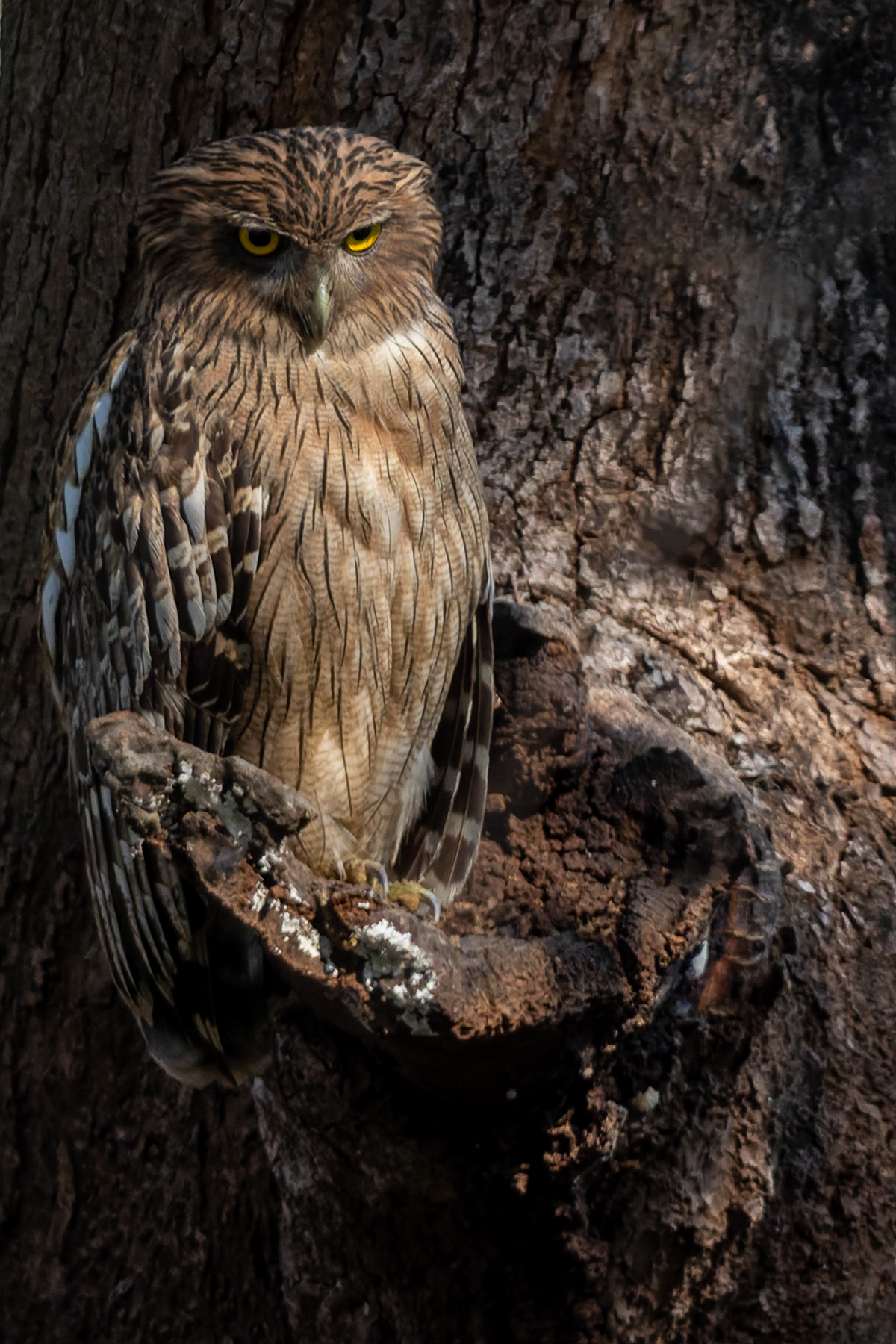 When on the hunt, India's Brown Fish Owls often strategically perch on rock overhangs or hanging branches above rivers, grabbing prey by suddenly gliding just over the water's surface (image by Virginia Wilde)