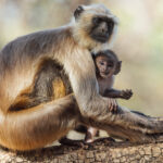Northern Plains Grey Langur infants have surprisingly humanoid faces, like this youngster here. Langurs often associate with Spotted Deer, with both species responding to each other's alarm calls. The deer benefit from the langur's treetop vigilance, while the langurs benefit from the deer's stronger sense of smell and hearing (image by Virginia Wilde)