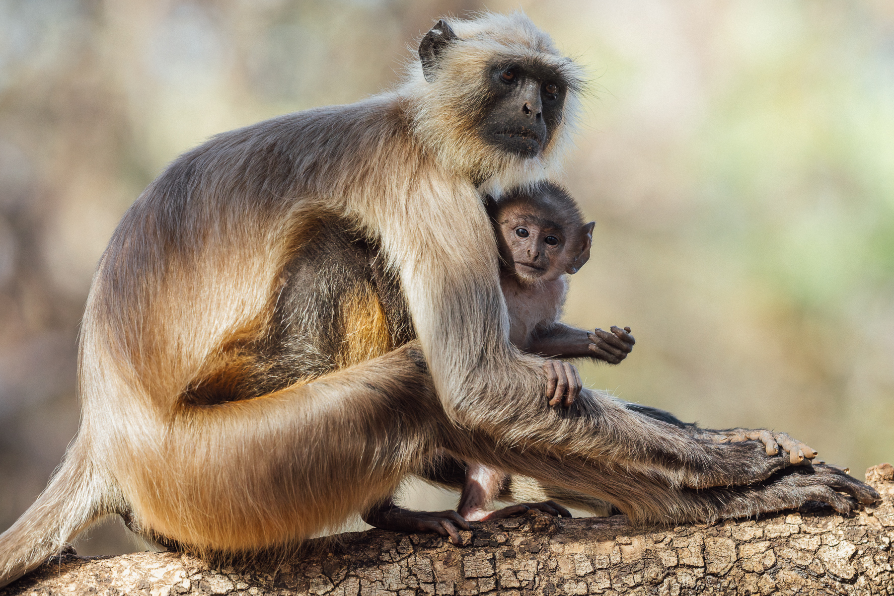 Northern Plains Grey Langur infants have surprisingly humanoid faces, like this youngster here. Langurs often associate with Spotted Deer, with both species responding to each other's alarm calls. The deer benefit from the langur's treetop vigilance, while the langurs benefit from the deer's stronger sense of smell and hearing (image by Virginia Wilde)
