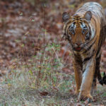 One of Tiger matriarch 'Collarwali's' 11-month-old daughters - showing her youthful features - pads through the undergrowth in India's Tadoba reserve (image by Virginia Wilde)