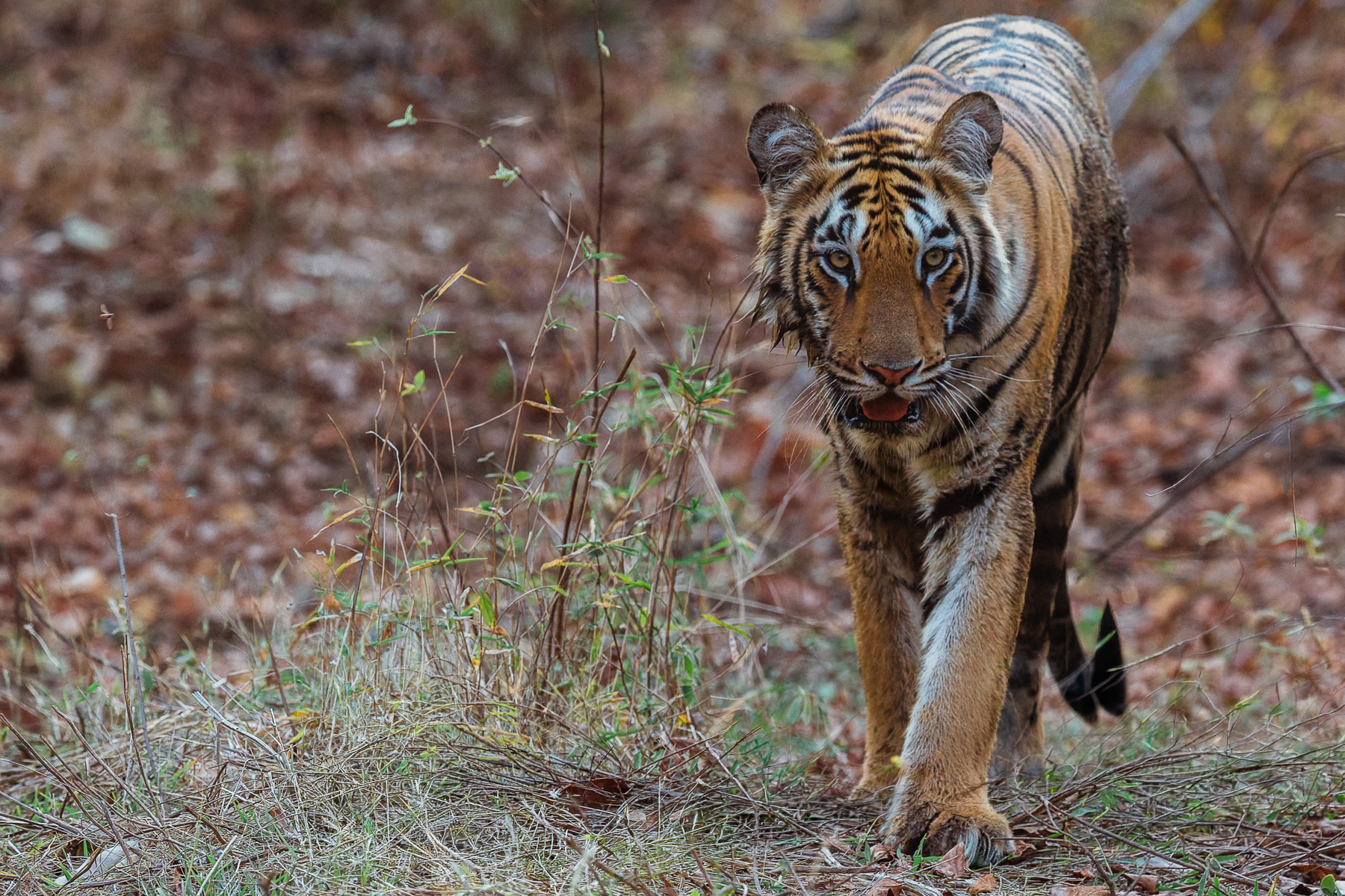 One of Tiger matriarch 'Collarwali's' 11-month-old daughters - showing her youthful features - pads through the undergrowth in India's Tadoba reserve (image by Virginia Wilde)