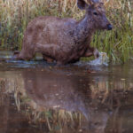 A young male Sambar Deer splashes through marshes. Sambar Deer comprise up to 45% of the biomass consumed by the Bengal Tiger. Anecdotally, the tiger is said to mimic the call of the Sambar, to deceive it while hunting (image by Virginia Wilde)