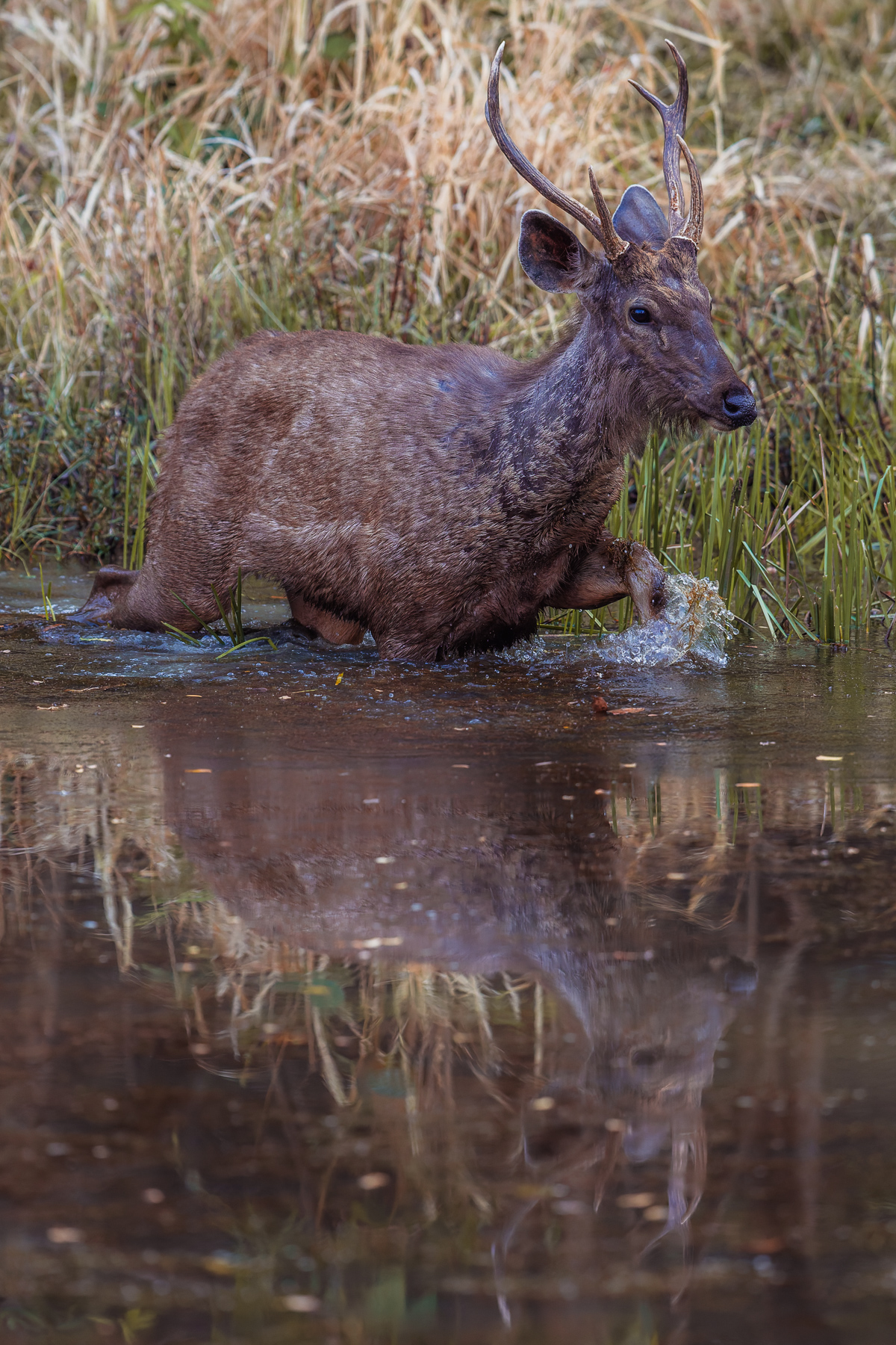 A young male Sambar Deer splashes through marshes. Sambar Deer comprise up to 45% of the biomass consumed by the Bengal Tiger. Anecdotally, the tiger is said to mimic the call of the Sambar, to deceive it while hunting (image by Virginia Wilde)