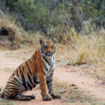 The beautiful tigress 'Kajri' - whose prettiness made her a tour favourite (image by Virginia Wilde)