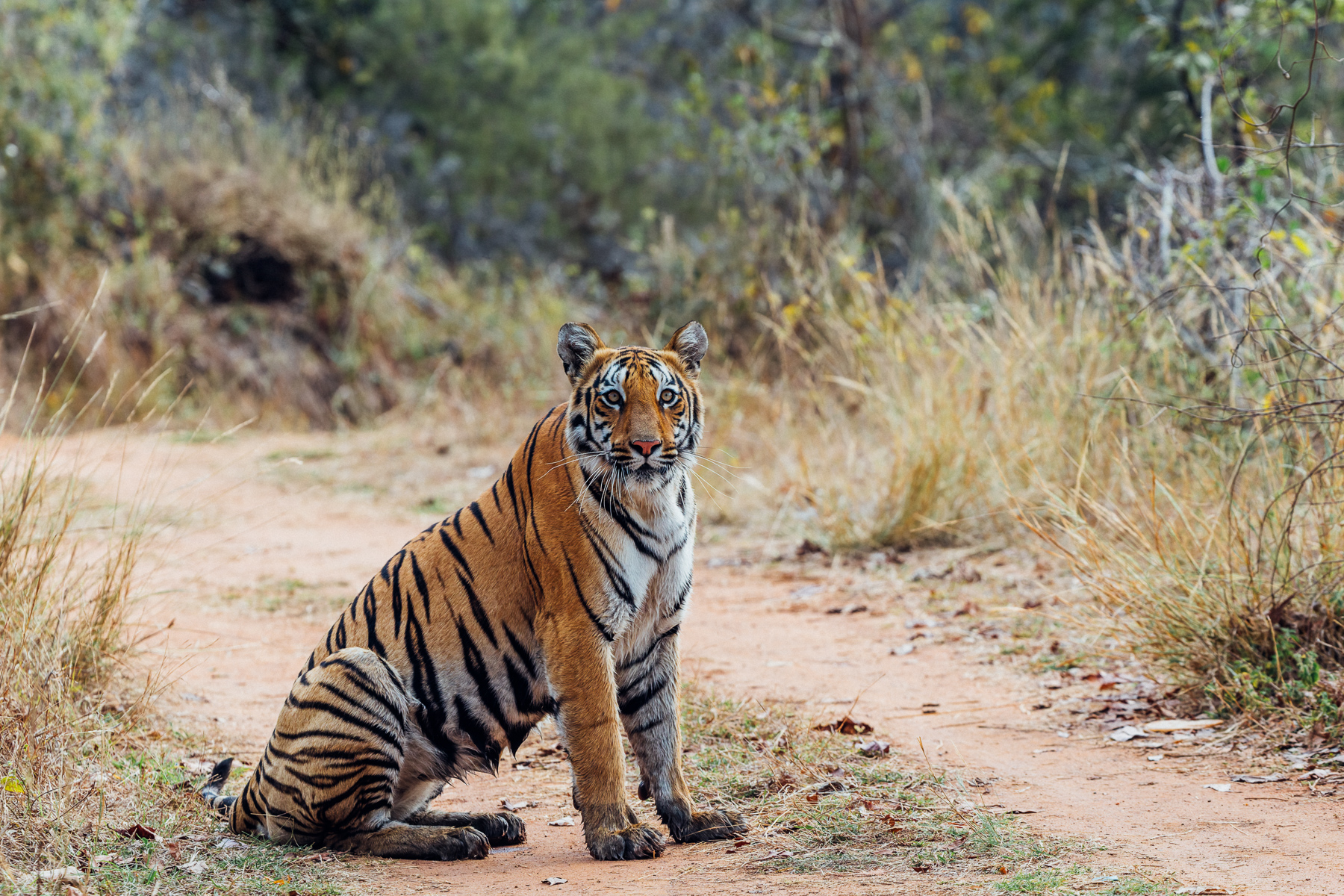 The beautiful tigress 'Kajri' - whose prettiness made her a tour favourite (image by Virginia Wilde)