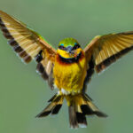 One of Africa's smallest hunters - a Little Bee-eater returns with breakfast in Tanzania's Ngorongoro Crater (image by Virginia Wilde)
