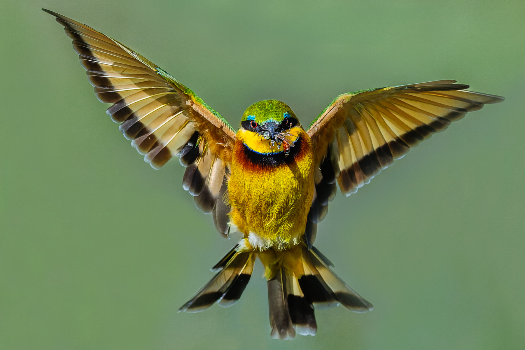 One of Africa's smallest hunters - a Little Bee-eater returns with breakfast in Tanzania's Ngorongoro Crater (image by Virginia Wilde)