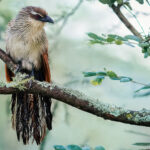 A White-browed Coucal pauses briefly enough for a photograph. These secretive birds spend most of their time hunting insects, reptiles and small mammals in dense vegetation (image by Virginia Wilde)