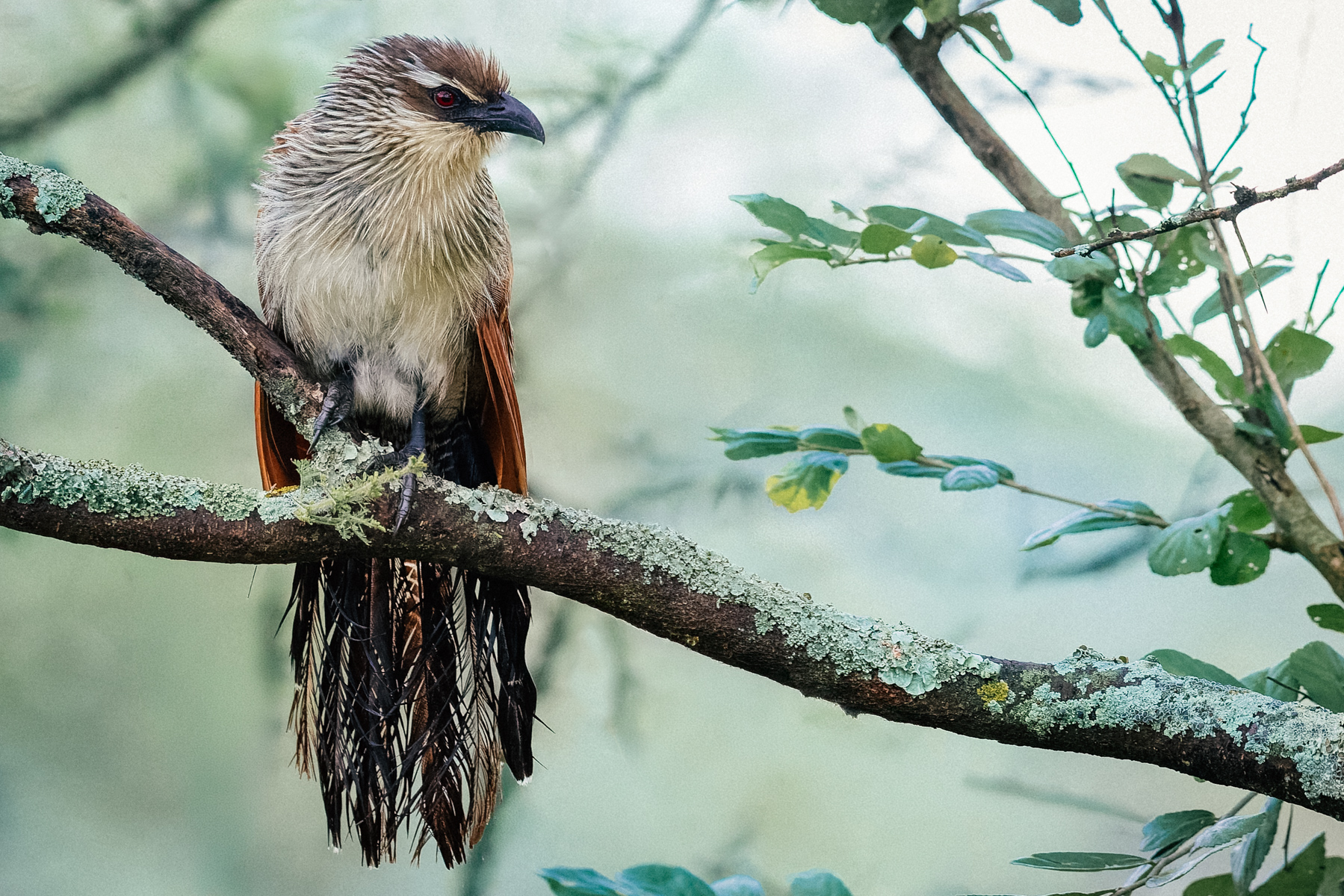 A White-browed Coucal pauses briefly enough for a photograph. These secretive birds spend most of their time hunting insects, reptiles and small mammals in dense vegetation (image by Virginia Wilde)