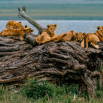 Five Lion cubs rest by their mum on the twisted bark of a gnarled fallen tree. We happened across this scene as dusk fell in Tanzania's natural amphitheatre - the Ngorongoro Crater (image by Virginia Wilde)