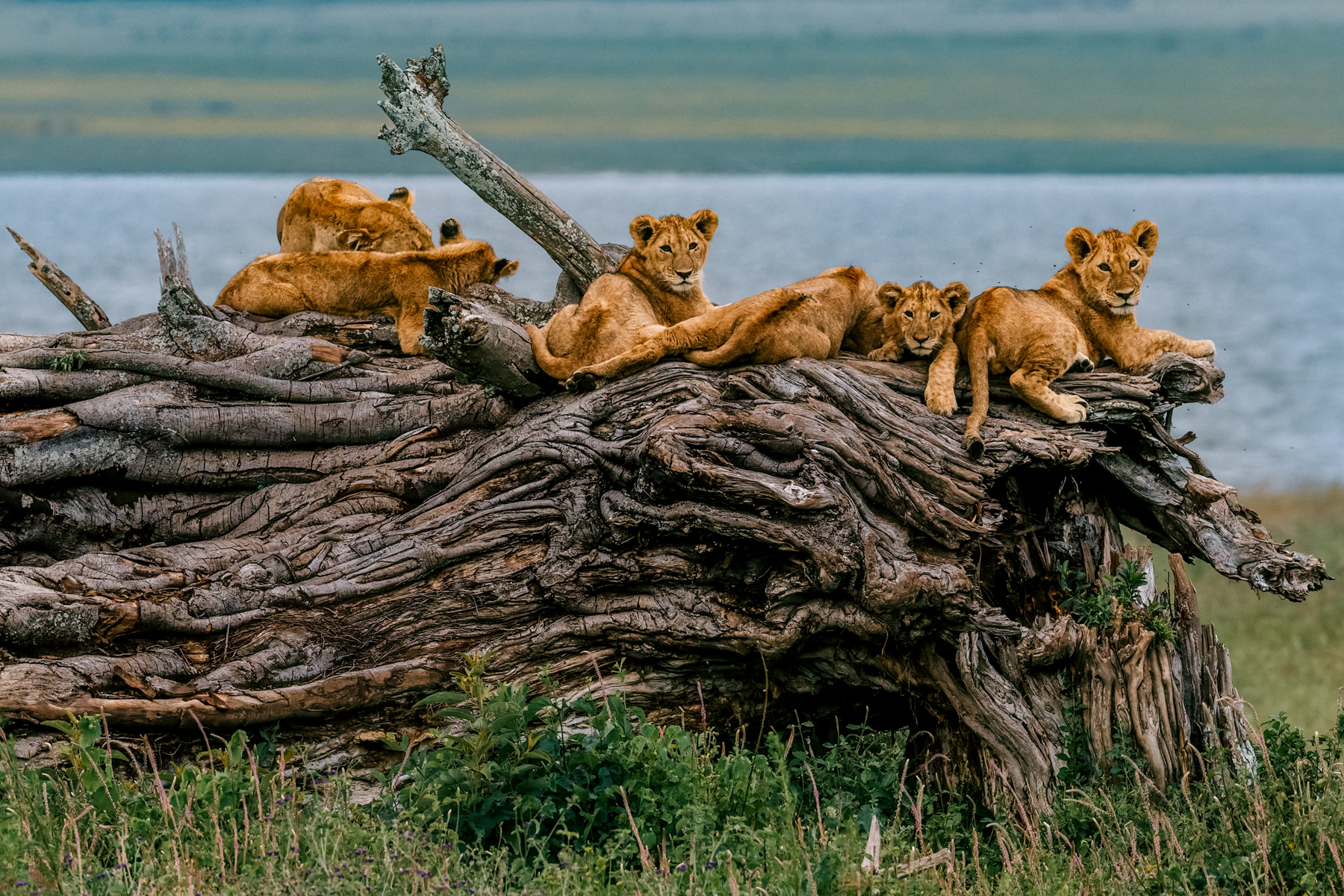 Five Lion cubs rest by their mum on the twisted bark of a gnarled fallen tree. We happened across this scene as dusk fell in Tanzania's natural amphitheatre - the Ngorongoro Crater (image by Virginia Wilde)