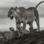 Barely five weeks' old, these lion cubs venture out from the safety of their den in an area of the Serengeti known as Utafiti Rock, under the watchful gaze of their mother (image by Virginia Wilde)