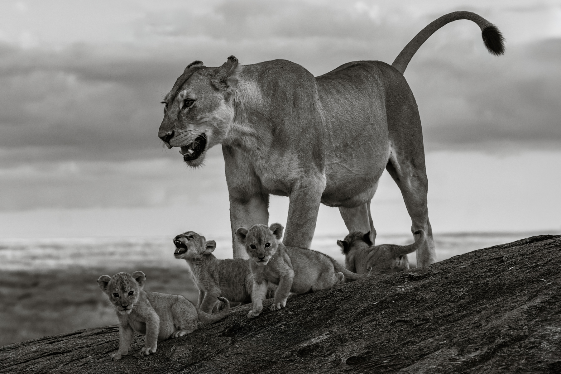 Barely five weeks' old, these lion cubs venture out from the safety of their den in an area of the Serengeti known as Utafiti Rock, under the watchful gaze of their mother (image by Virginia Wilde)