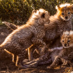 These adorable six-week-old Cheetah cubs tumble around, displaying their fluffy white mantles as they play. This special coat - unique to Cheetah infants - helps to disguise them among the grasses of the Serengeti; a small but vital advantage in a world filled with predators (image by Virginia Wilde)
