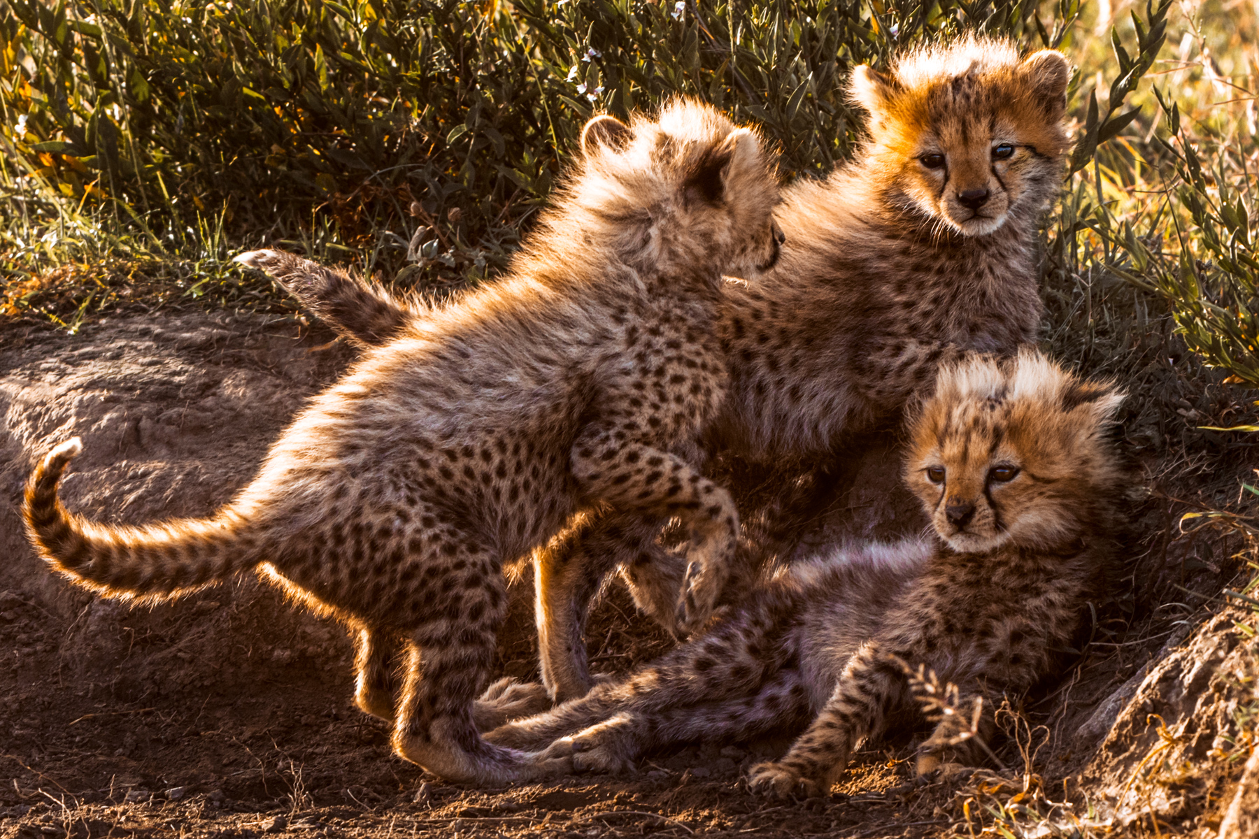 These adorable six-week-old Cheetah cubs tumble around, displaying their fluffy white mantles as they play. This special coat - unique to Cheetah infants - helps to disguise them among the grasses of the Serengeti; a small but vital advantage in a world filled with predators (image by Virginia Wilde)