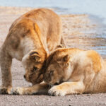 A pair of Lionesses greet each other by a lake in Tanzania's Ndutu region. Lions are highly social felines who display affection to reinforce trust and build group cohesion (image by Virginia Wilde)