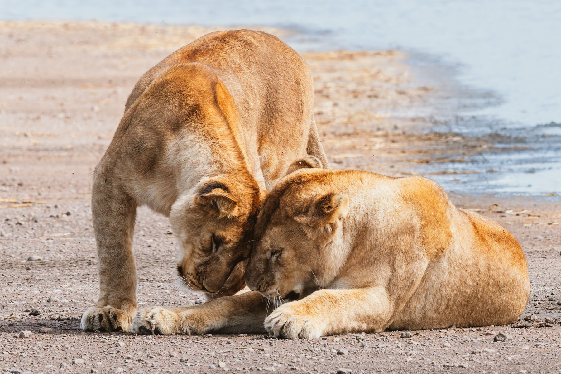 A pair of Lionesses greet each other by a lake in Tanzania's Ndutu region. Lions are highly social felines who display affection to reinforce trust and build group cohesion (image by Virginia Wilde)