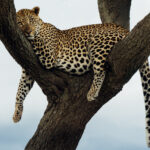 Draped across the branches of an Acacia tree, as if it were an armchair, we found this stunning Leopard. We searched for this particular cat for hours (until we found her in this tree) never forgetting that Leopards are usually hiding in plain sight (image by Virginia Wilde)