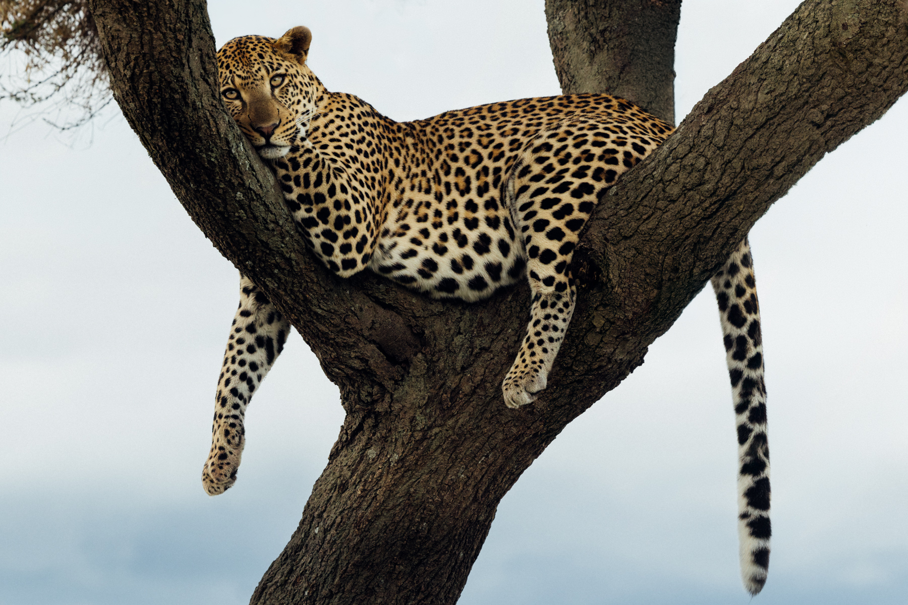 Draped across the branches of an Acacia tree, as if it were an armchair, we found this stunning Leopard. We searched for this particular cat for hours (until we found her in this tree) never forgetting that Leopards are usually hiding in plain sight (image by Virginia Wilde)