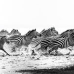 Stripes, spray and split-second decisions; the beautiful chaos of a Zebra herd on the move in the Lion-stronghold of Tanzania's Ndutu region (image by Virginia Wilde)