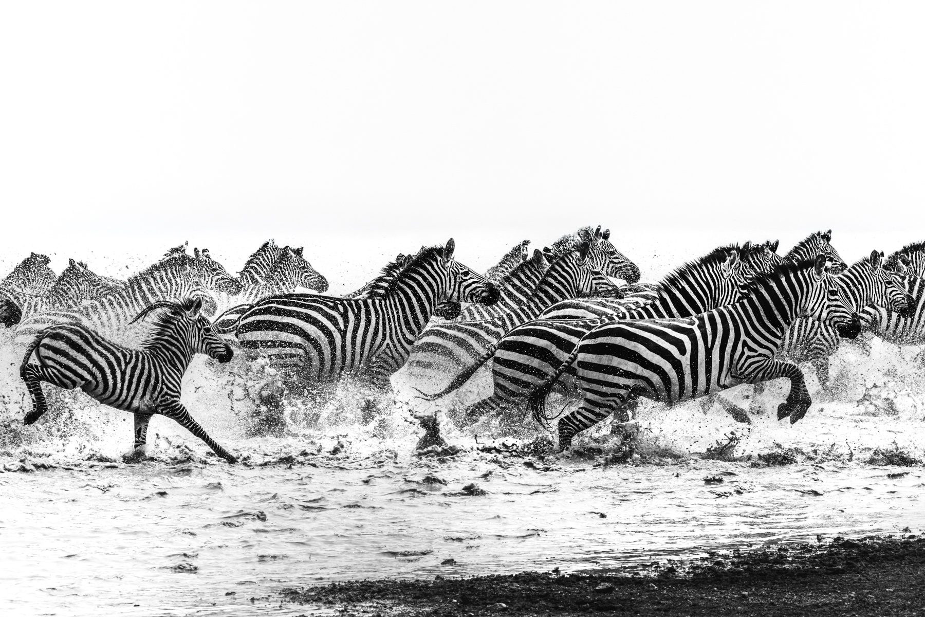 Stripes, spray and split-second decisions; the beautiful chaos of a Zebra herd on the move in the Lion-stronghold of Tanzania's Ndutu region (image by Virginia Wilde)