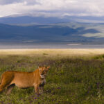 A Lioness crosses the flower-filled plains of Tanzania's Ngorongoro Crater, with the crater walls forming a natural amphitheatre around her. It's one of the few places in Africa where predators and prey live year-round within the world's largest intact volcanic caldera (image by Virginia Wilde)