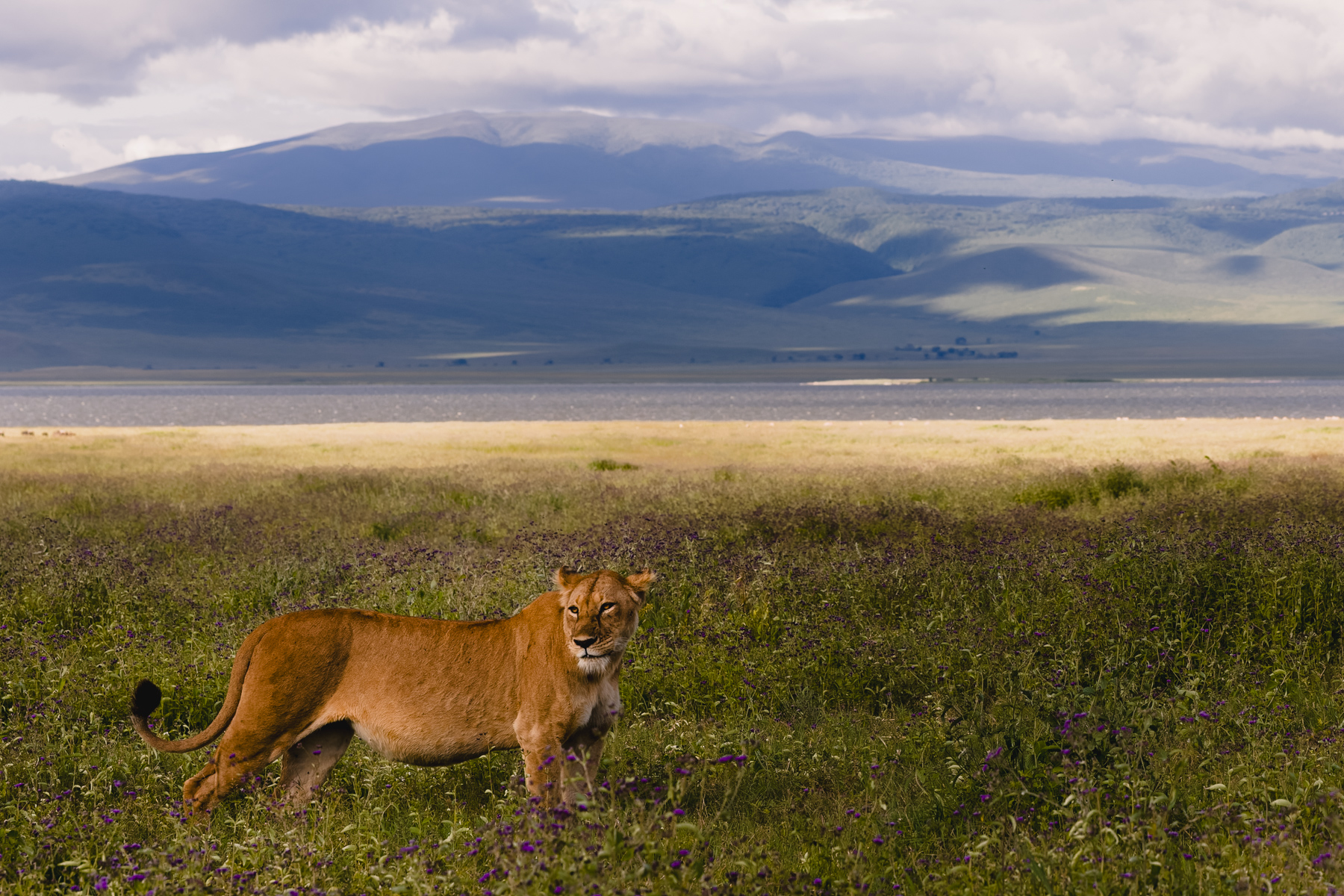 A Lioness crosses the flower-filled plains of Tanzania's Ngorongoro Crater, with the crater walls forming a natural amphitheatre around her. It's one of the few places in Africa where predators and prey live year-round within the world's largest intact volcanic caldera (image by Virginia Wilde)