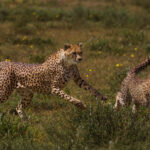 Run Cheetah, run! A mother Cheetah chases her female cub on the short grasses of Tanzania's Ndutu plains - teaching her vital hunting skills (image by Virginia Wilde