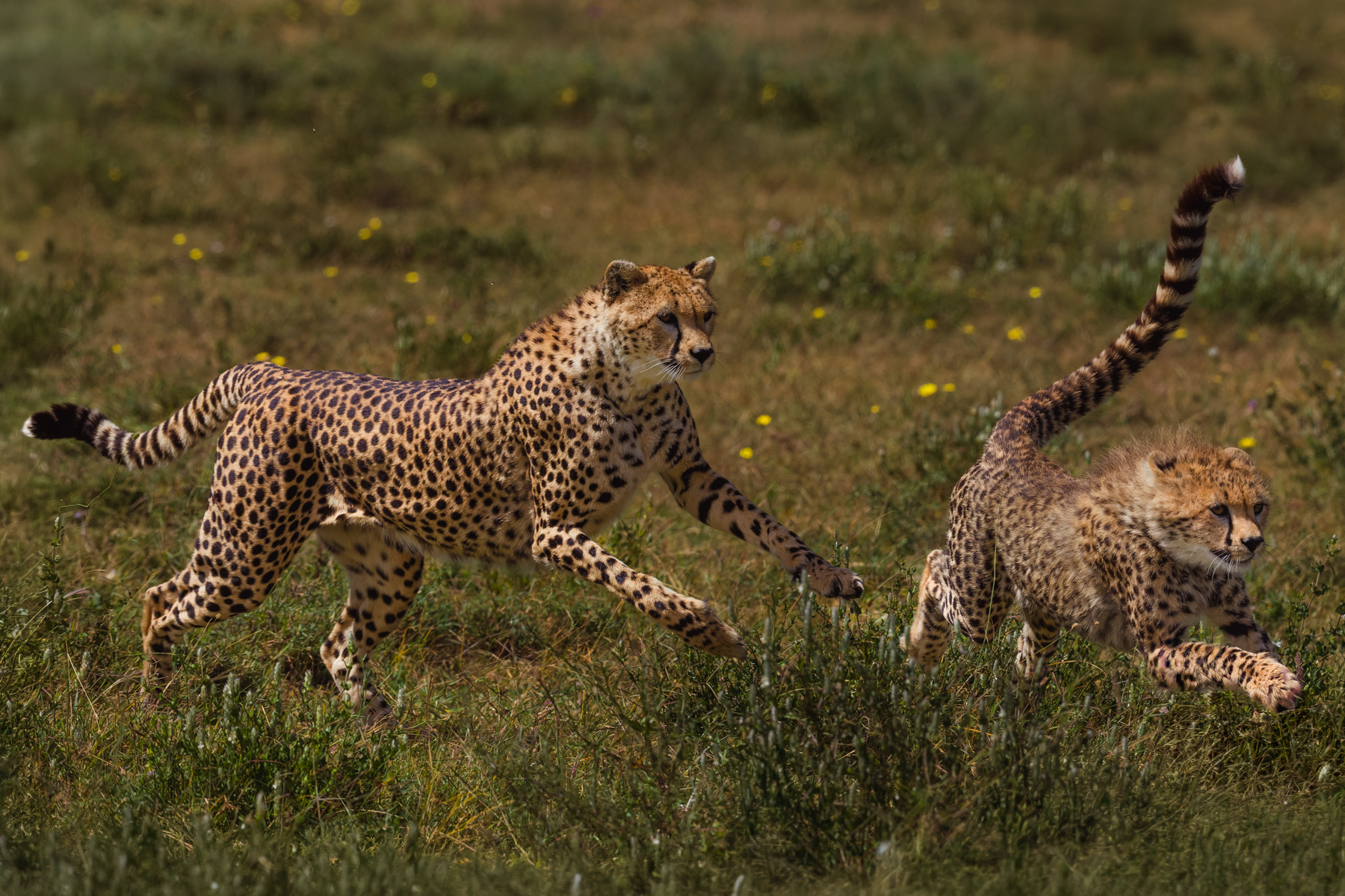 Run Cheetah, run! A mother Cheetah chases her female cub on the short grasses of Tanzania's Ndutu plains - teaching her vital hunting skills (image by Virginia Wilde