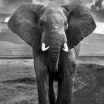 Tanzania's Ngorongoro Crater is one of the best places in Africa to encounter wild elephants. This bull African Savanna Elephant (also known as an African Bush Elephant) paused just long enough to have his portrait taken, before continuing on his way (image by Virginia Wilde)