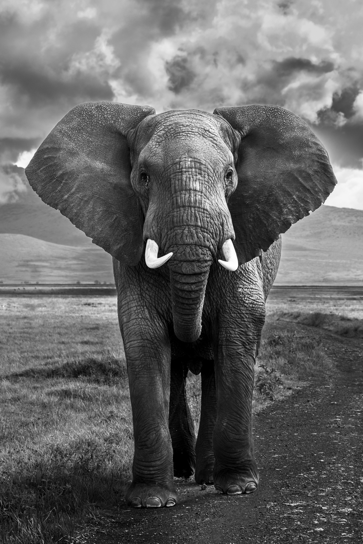 Tanzania's Ngorongoro Crater is one of the best places in Africa to encounter wild elephants. This bull African Savanna Elephant (also known as an African Bush Elephant) paused just long enough to have his portrait taken, before continuing on his way (image by Virginia Wilde)