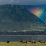 A herd of Cape Buffalo graze beside Lake Magadi in Tanzania's Ngorongoro Crater, while a passing rain shower creates a beautiful rainbow in a dip around the crater's forested rim (image by Virginia Wilde)